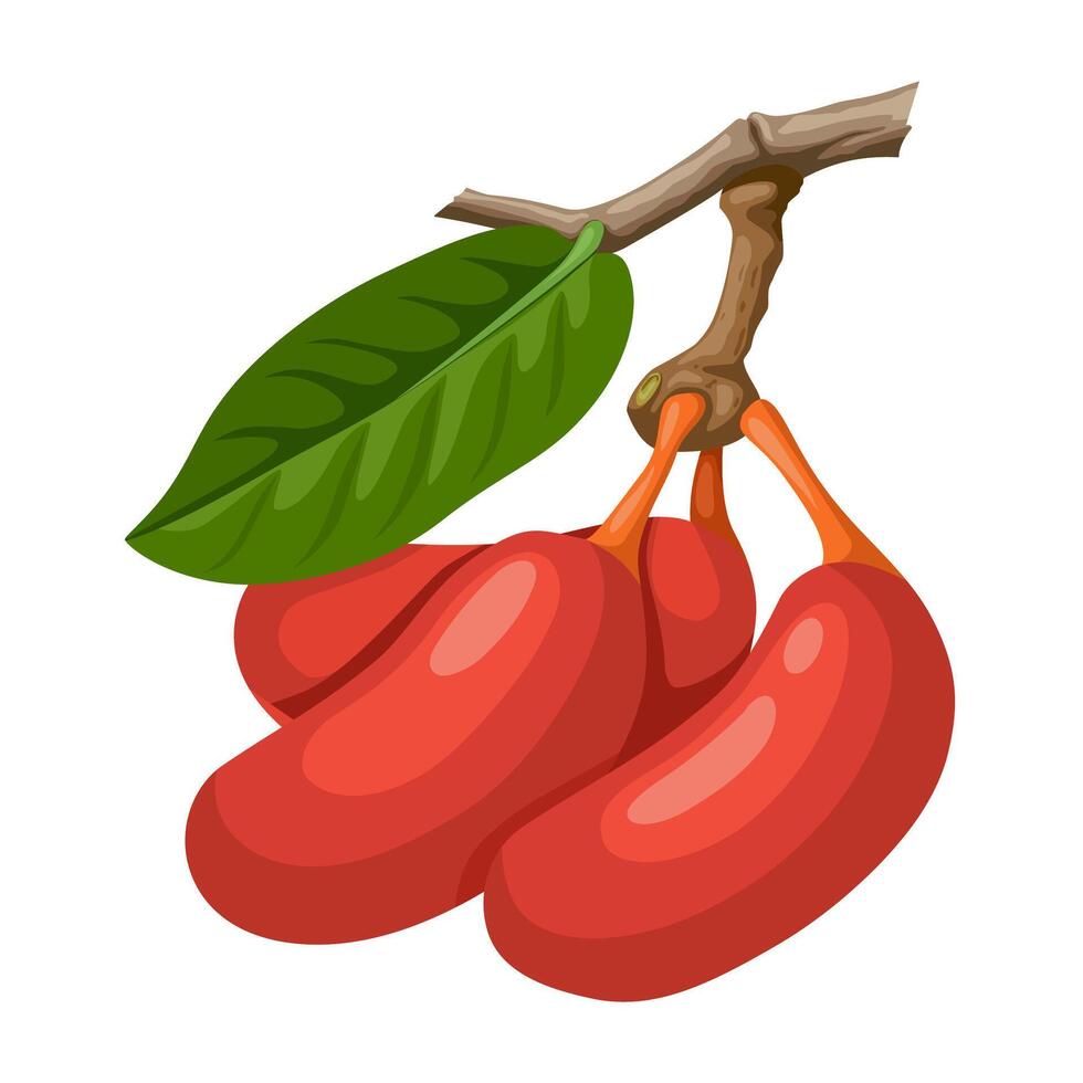 Vector illustration, Uvaria rufa fruit, isolated on white background.