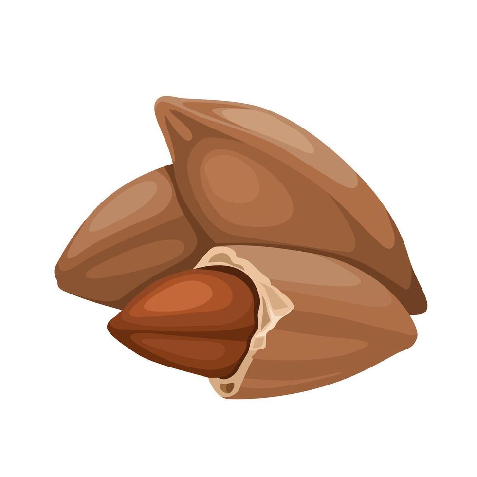 Vector illustration, pili nuts, scientific name Canarium ovatum, isolated on white background.