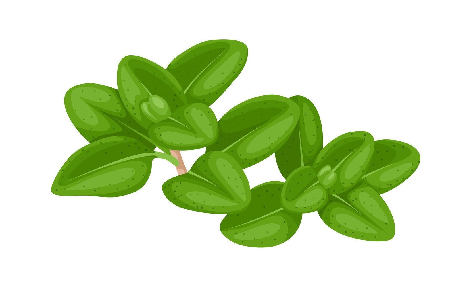 Vector illustration, fresh thyme leaves, herbal plant, isolated on white background.