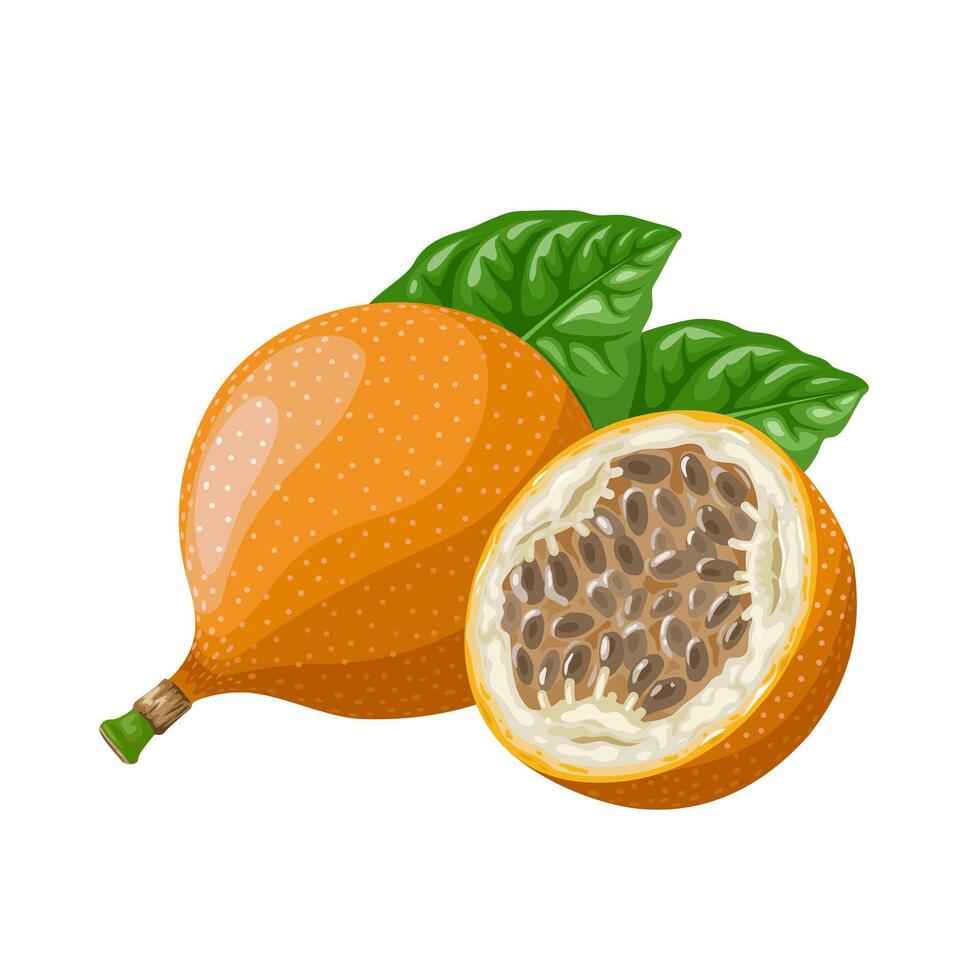 Vector illustration, Passiflora ligularis, commonly known as sweet granadilla or grenadia, isolated on white background.