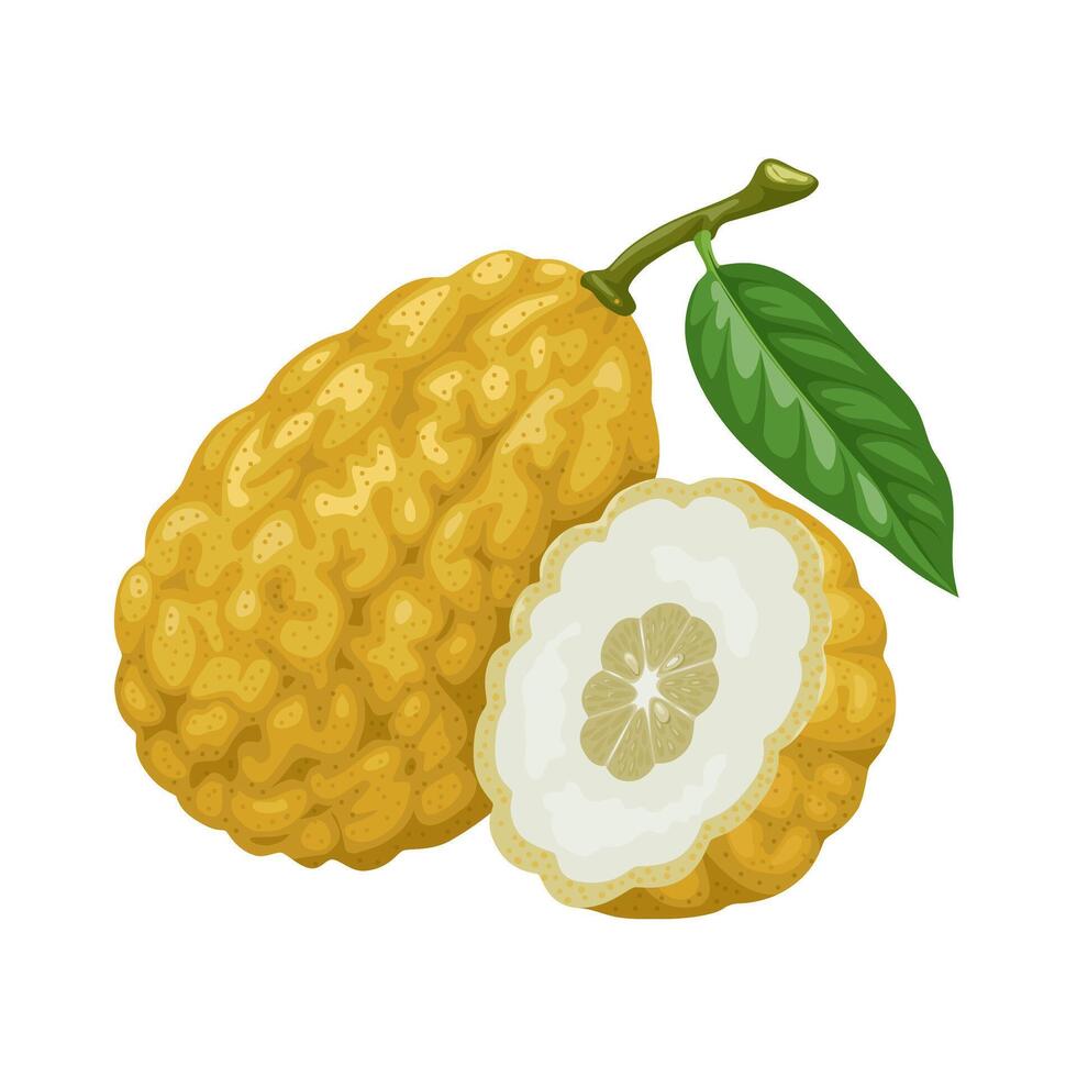 Vector illustration, Etrog, yellow citron, or Citrus medica, isolated on white background.