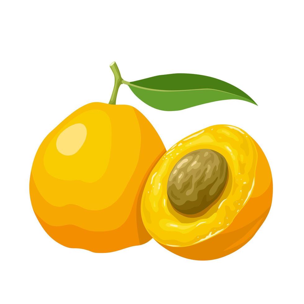 vector ilustración, uvaia fruta, científico nombre eugenia piriforme cámara, aislado en blanco antecedentes.