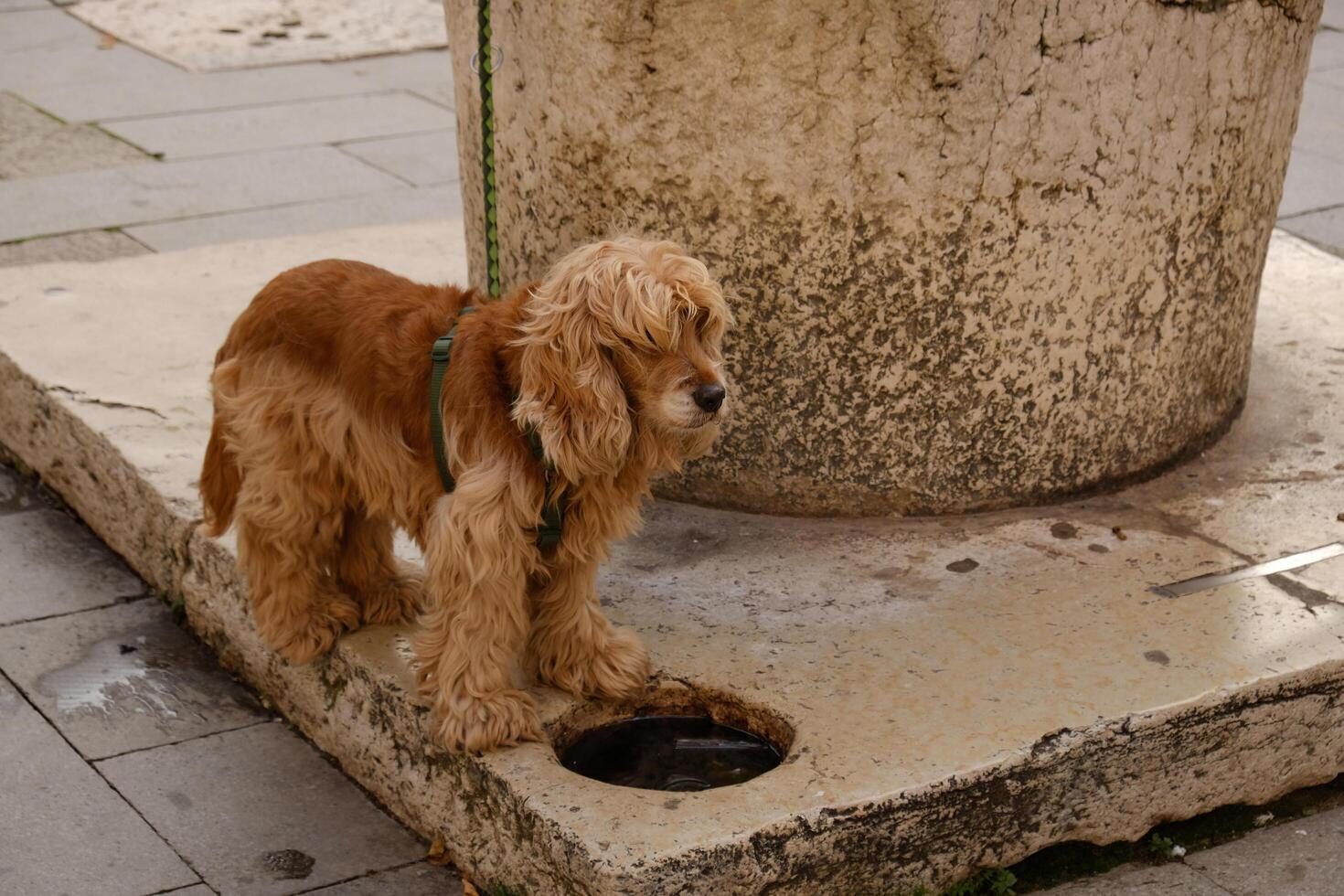 Clear water from stone bowl outdoor for dogs. English Cocker Spaniel. Shaggy and uncut dog. Content for veterinary clinics or groomers. Selective focus. photo