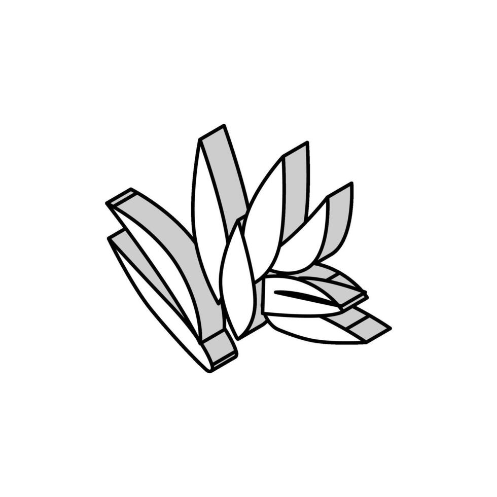 cryptocoryne wendttii isometric icon vector illustration