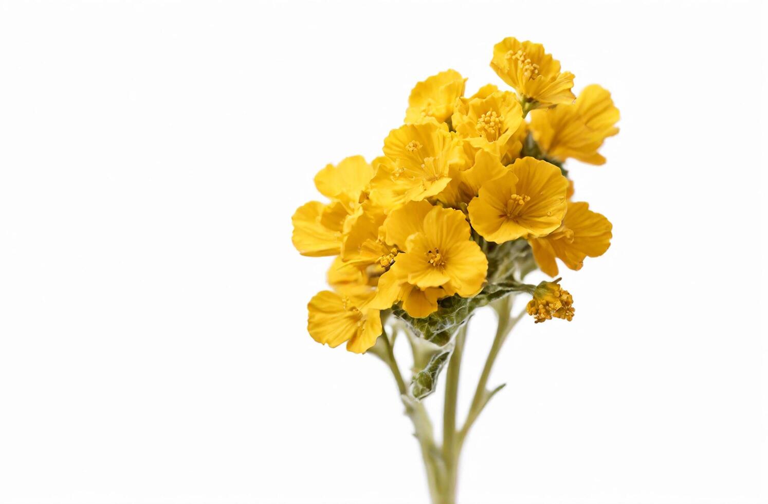 AI generated Mustard flower over white background photo