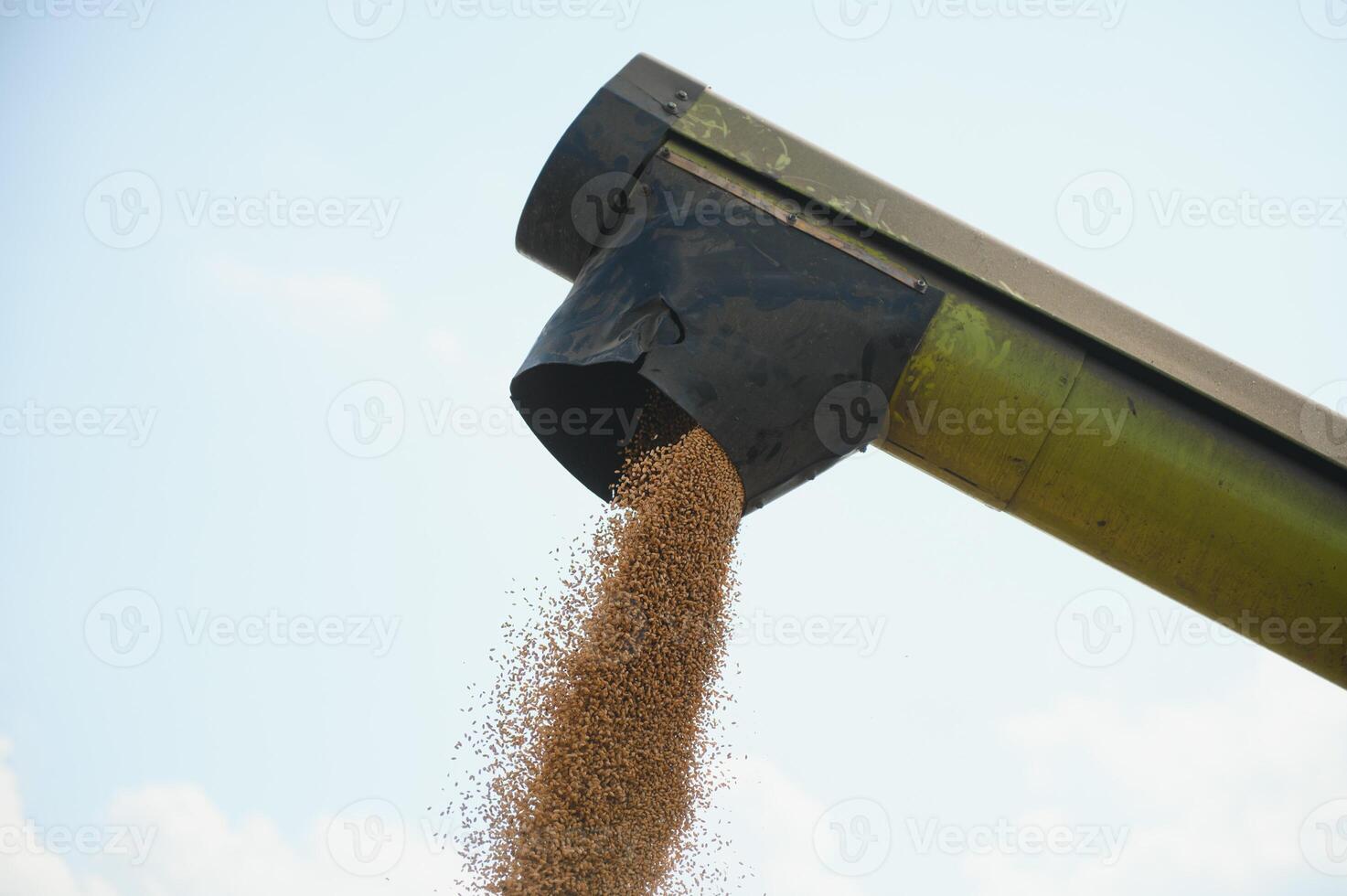 Harvester machine to harvest wheat field working. Combine harvester agriculture machine harvesting golden ripe wheat field. Agriculture. photo