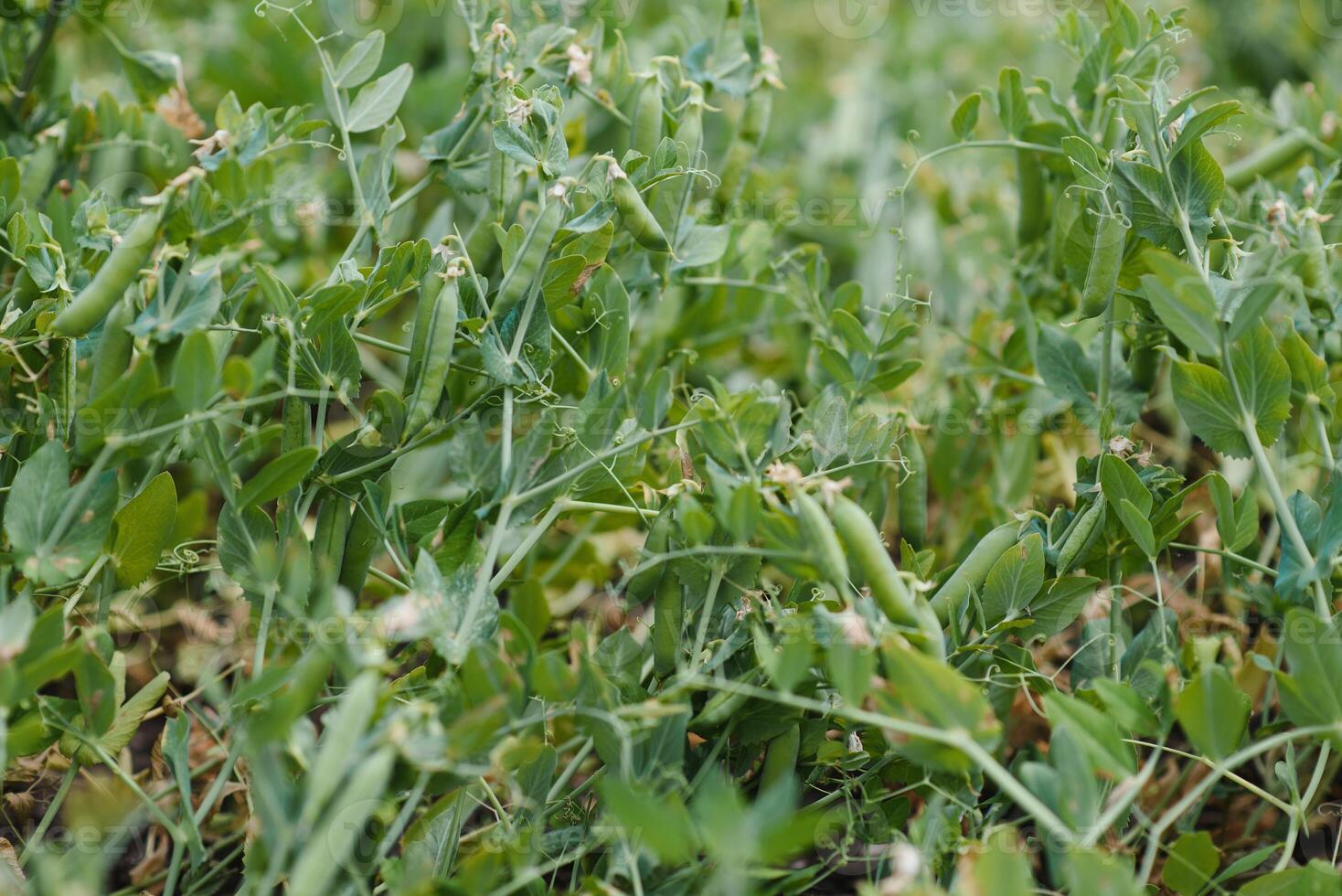 peas growing on the farm photo