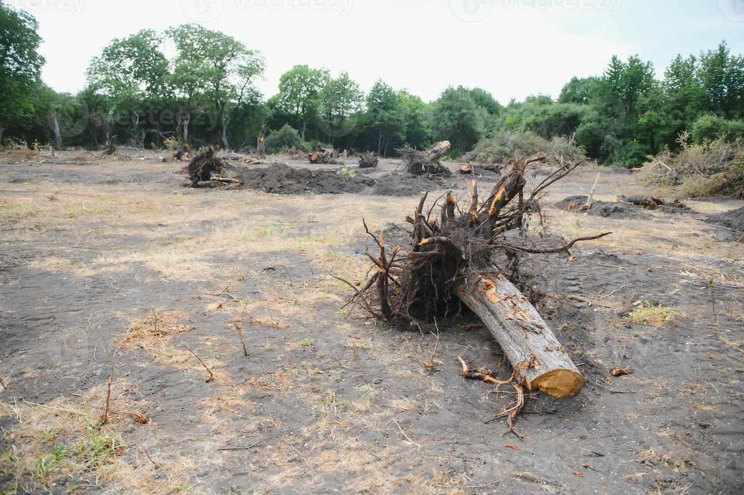 the concept of nature protection. Deforestation. photo