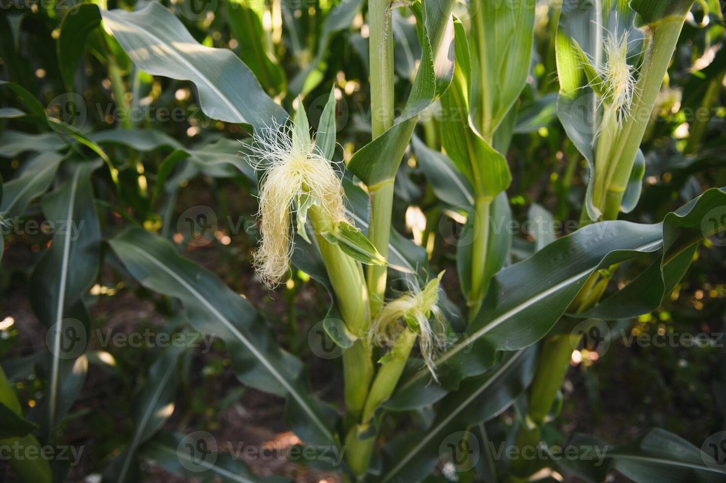 Green field of young corn under the sunlight photo