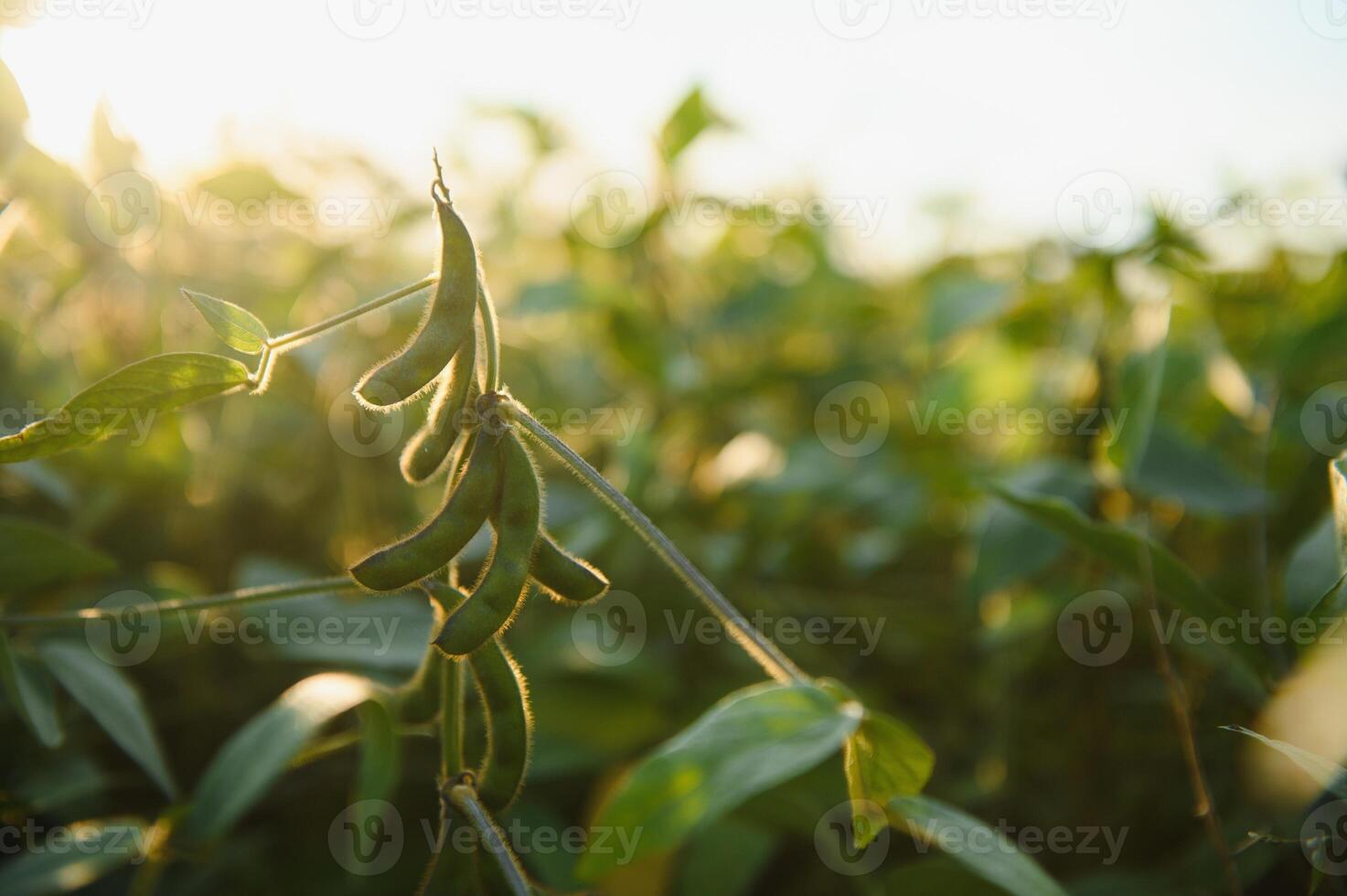 Soybean field, green field, agriculture landscape, field of soybean on a sunset sky background photo