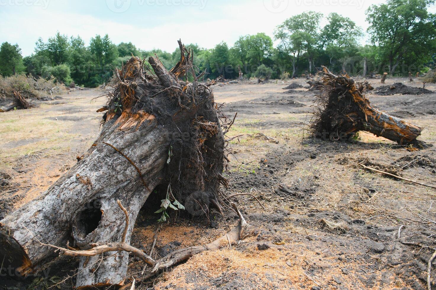 the concept of nature protection. Deforestation. photo
