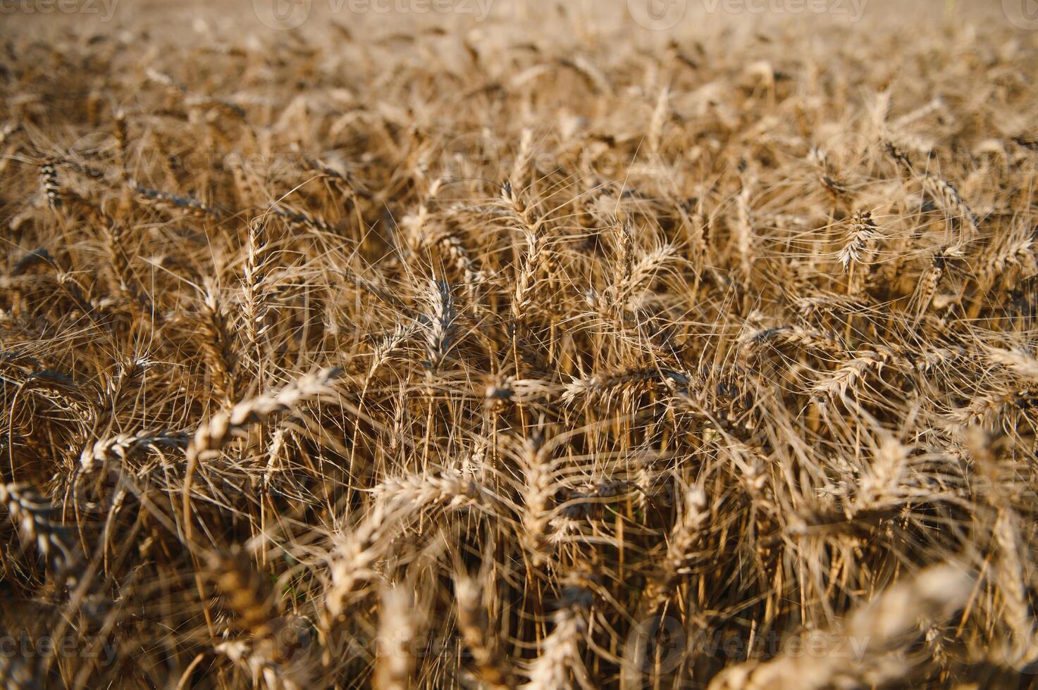 Wheat field. Ears of golden wheat. Beautiful Sunset Landscape. Background of ripening ears. Ripe cereal crop. close up photo