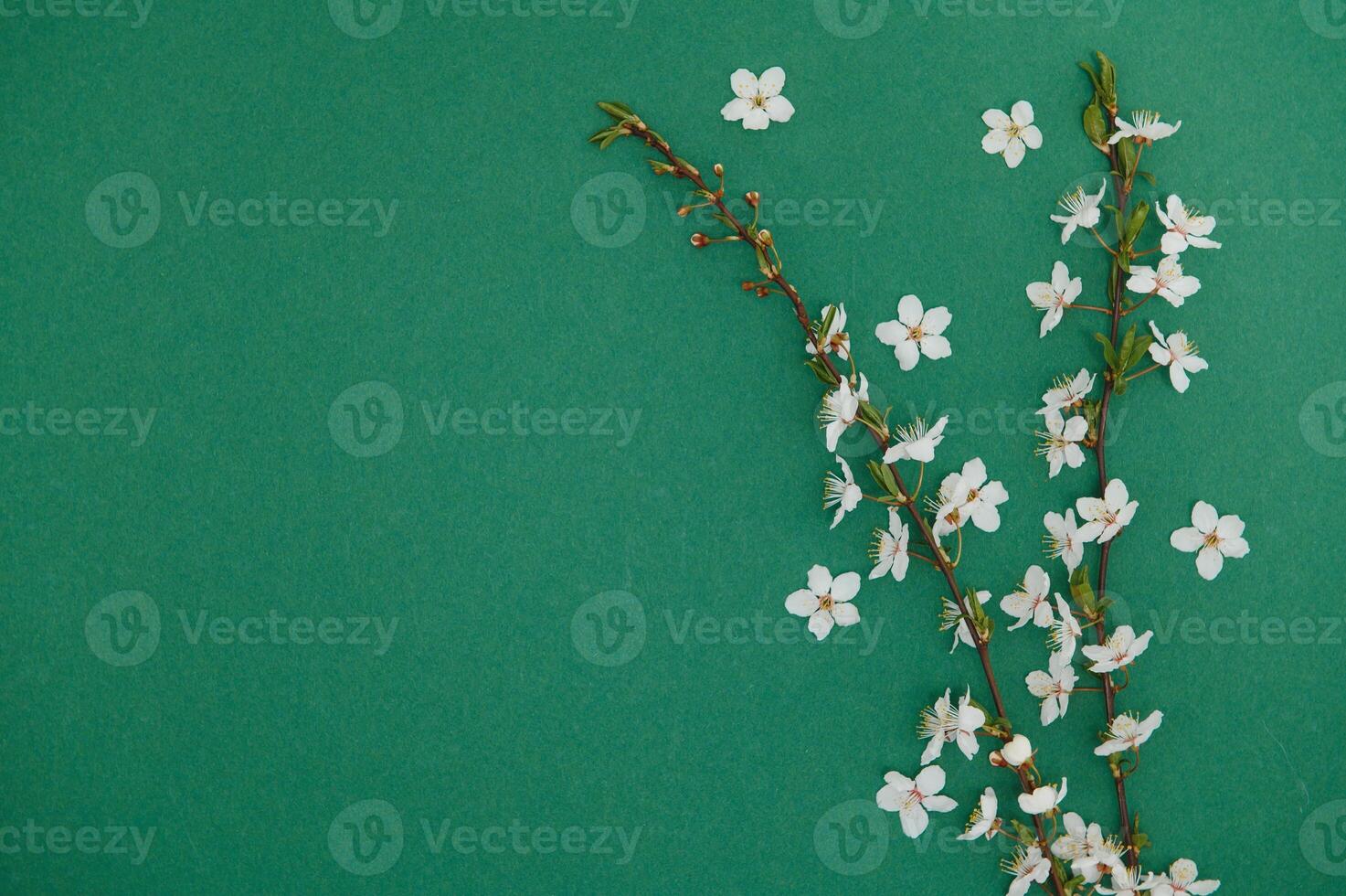 Spring background table. May flowers and April floral nature on green. For banner, branches of blossoming cherry against background. Dreamy romantic image, landscape panorama, copy space photo