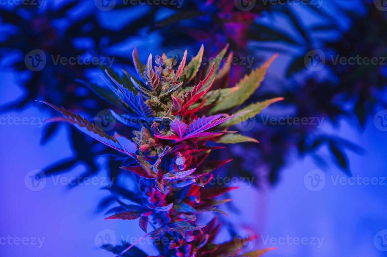 cannabis plant with big leaves and flowering bud. Medical Marijuana plant. Aesthetic look on agricultural strain of marijuana hemp photo