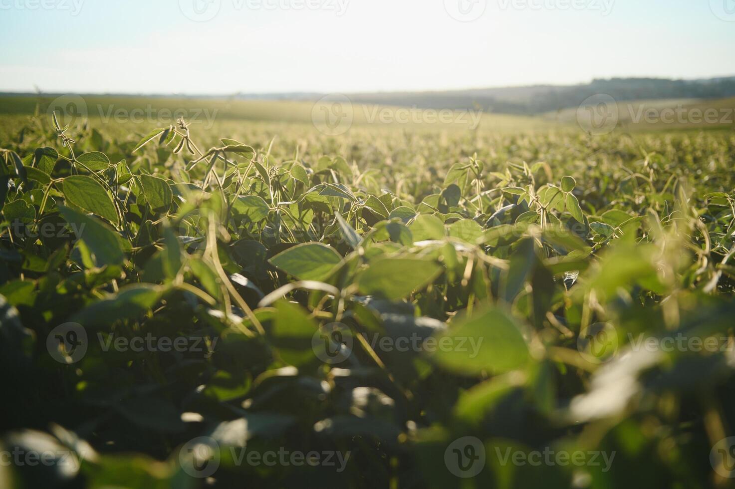 Soy field in early morning. Soy agriculture. photo