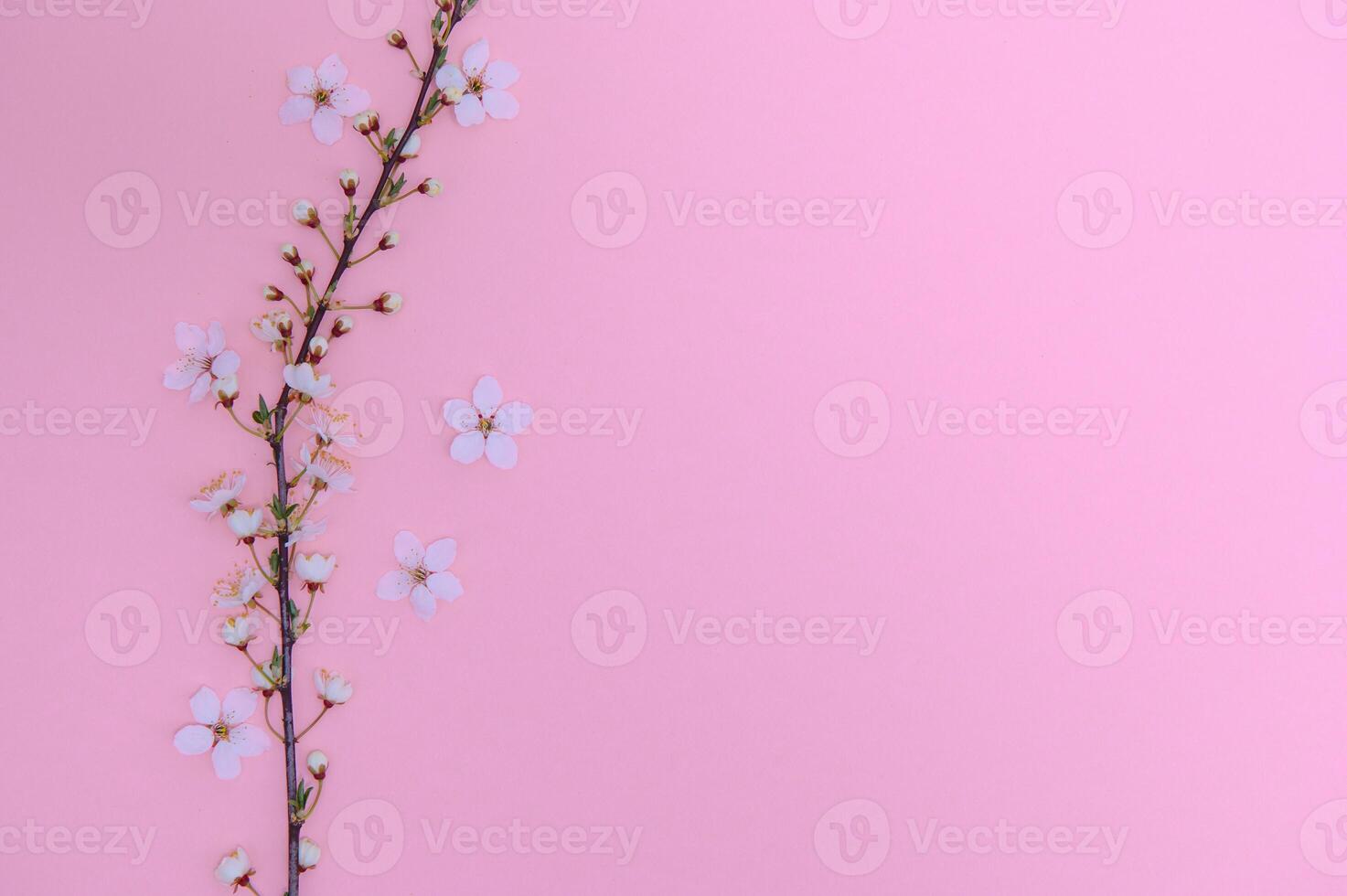 Spring background table. May flowers and April floral nature on green. For banner, branches of blossoming cherry against background. Dreamy romantic image, landscape panorama, copy space photo