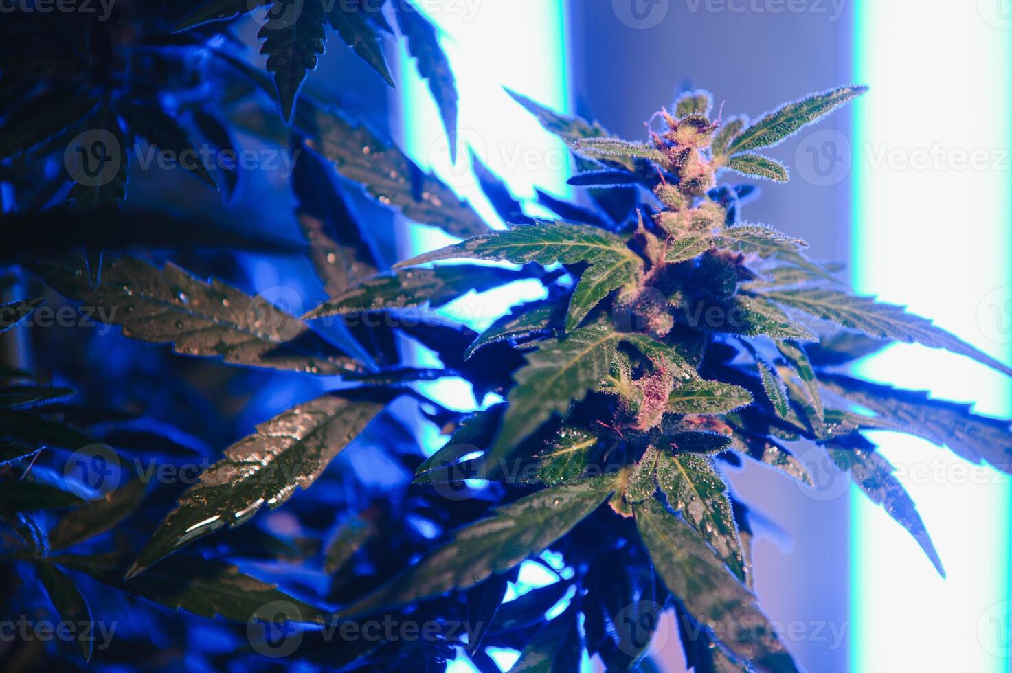 Marijuana medicinal plant in light pastel colors. A hemp bush with a creamy pink purple light and a blue-green tint. Fresh new look art style of alternative medicinal marijuanna in fluorescent light. photo