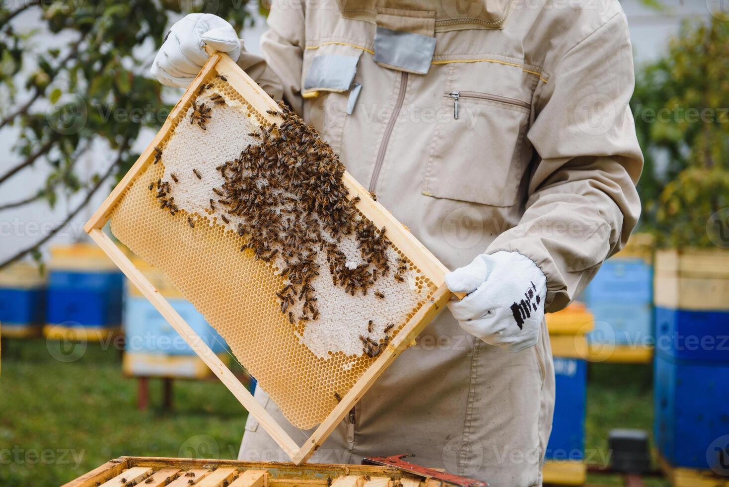 Beekeeping, beekeeper at work, bees in flight. photo