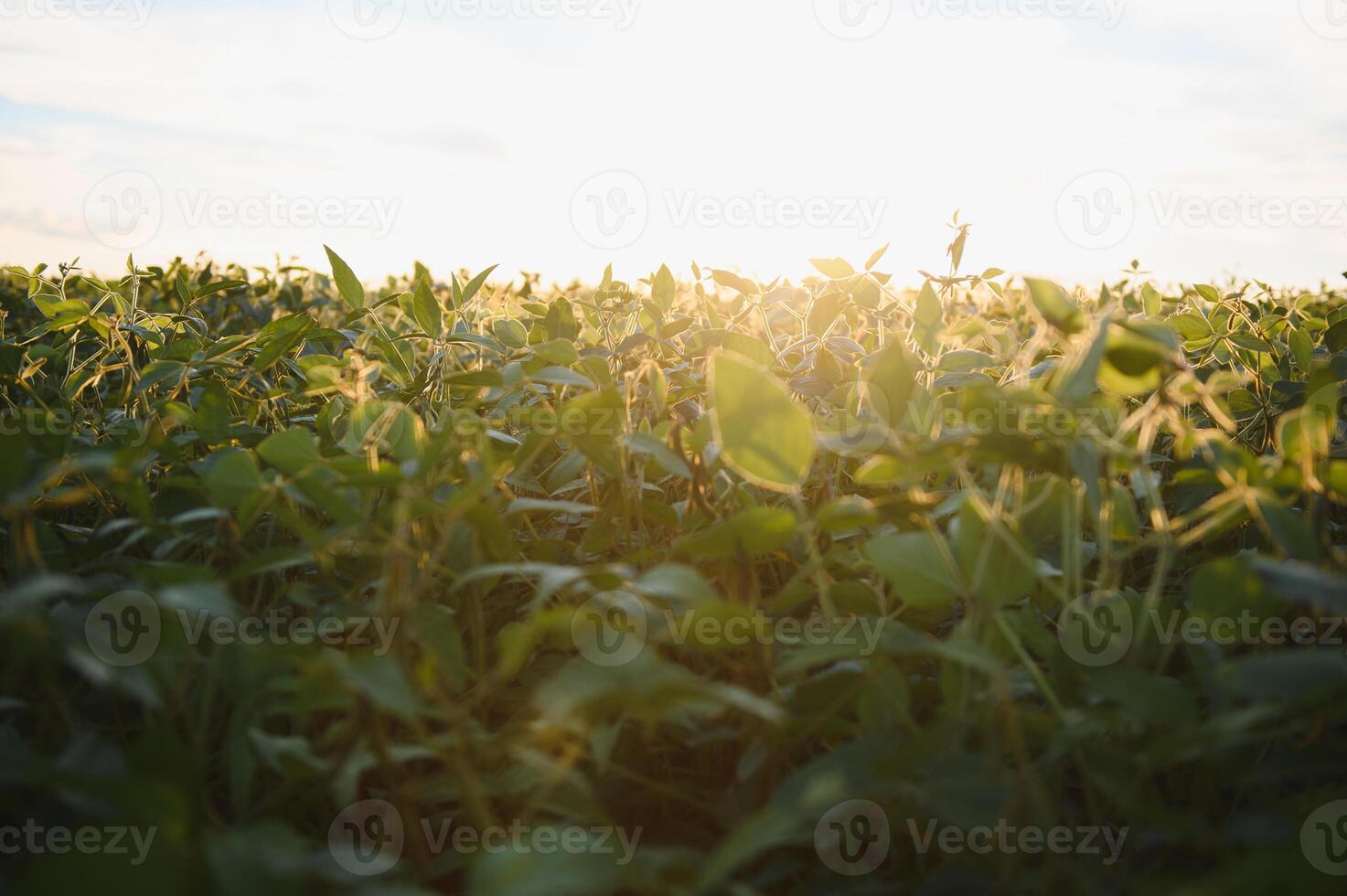 Soybean field, green field, agriculture landscape, field of soybean on a sunset sky background photo