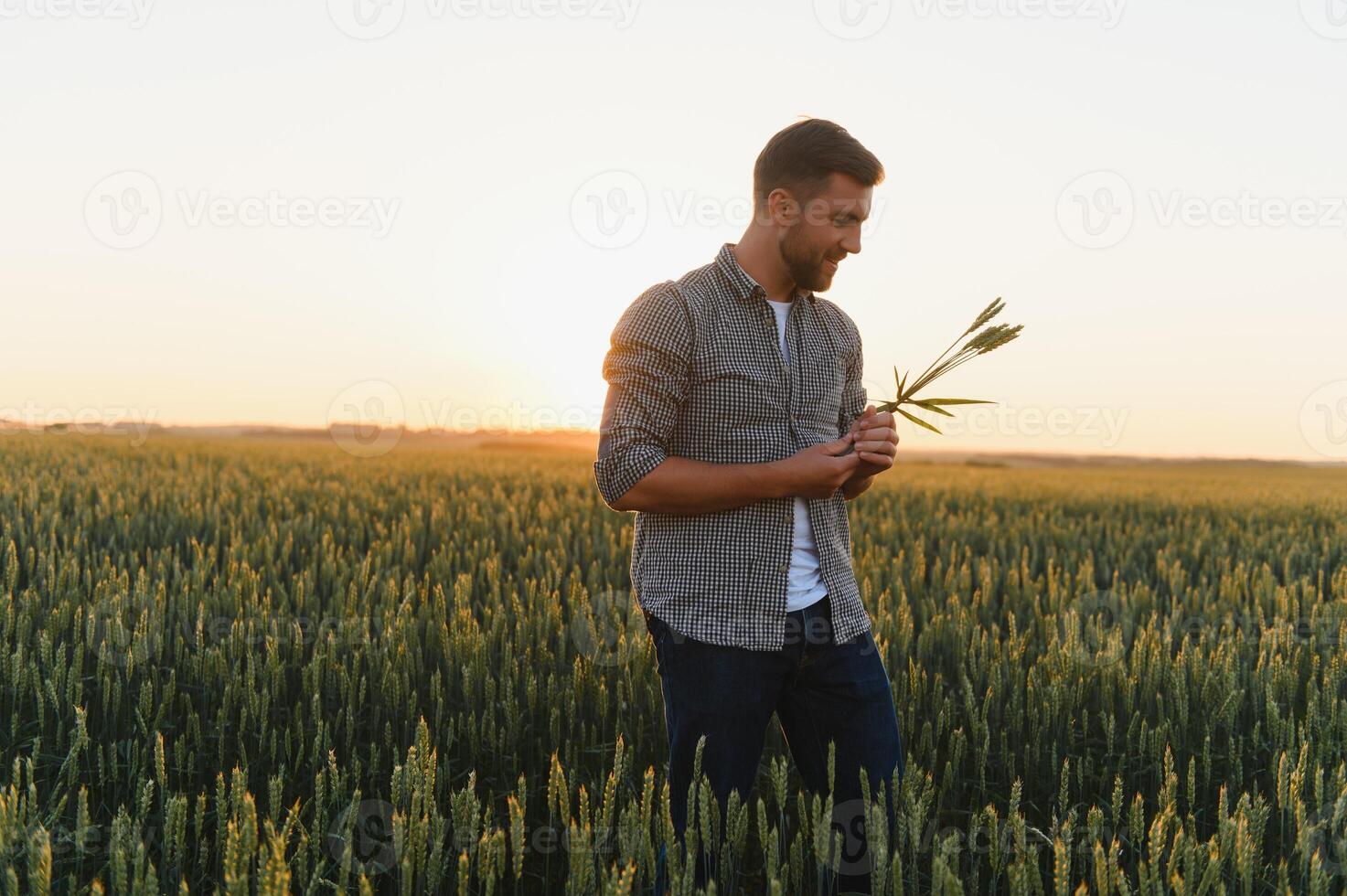 Closeup of the farmer checking the quality of the new crop at the wheat field. Agricultural worker holds the golden spikelets in his hands assessing their ripe stage. Harvesting concept photo