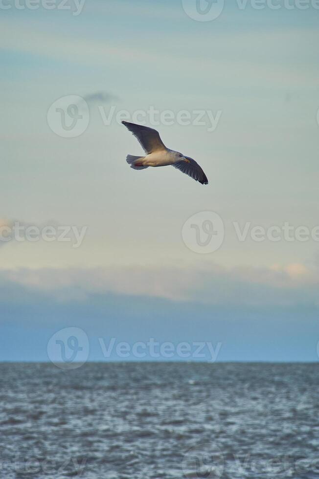 Seagull flying over coast in late evening sunshine photo