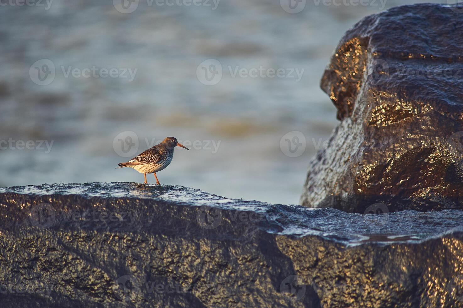 Sandpiper on wet rocks at coast photo