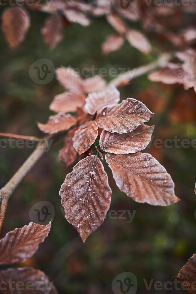 Brown leaves covered in frost photo