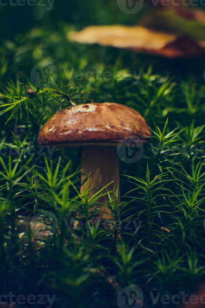 marone mushroom in moss photo