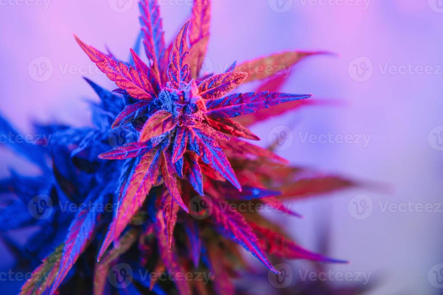 cannabis plant with big leaves and flowering bud. Medical Marijuana plant. Aesthetic look on agricultural strain of marijuana hemp photo