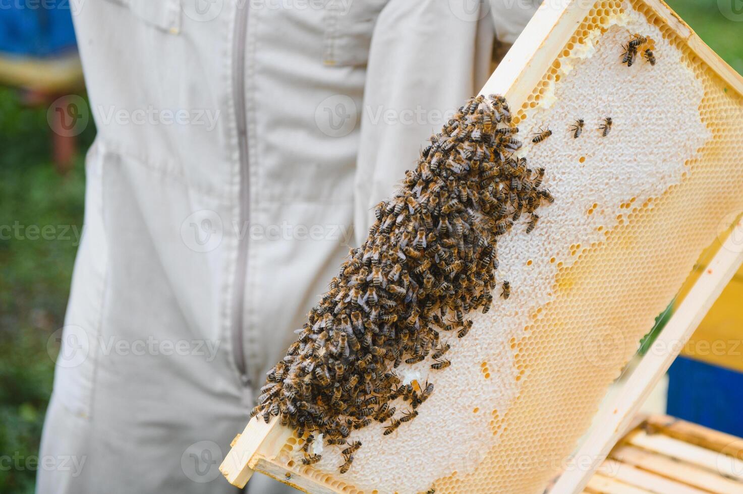 Beekeeper working collect honey. Beekeeping concept. photo