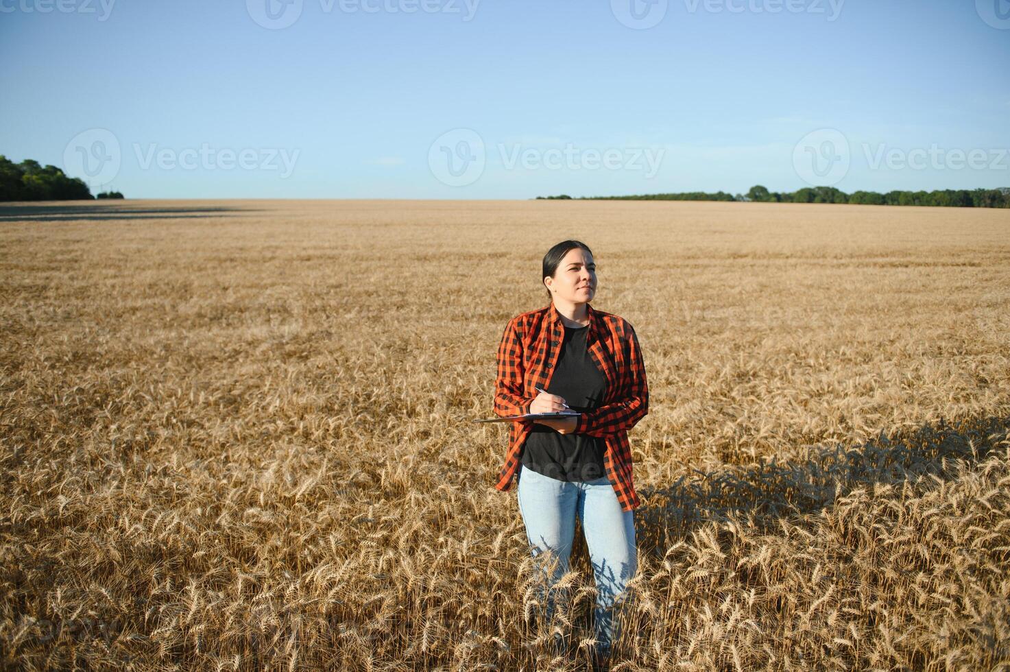 Woman farmer agronomist working in grain field and planning income of harvest. Female examining and checking quality control of produce wheat crop. Agriculture management and agribusiness photo