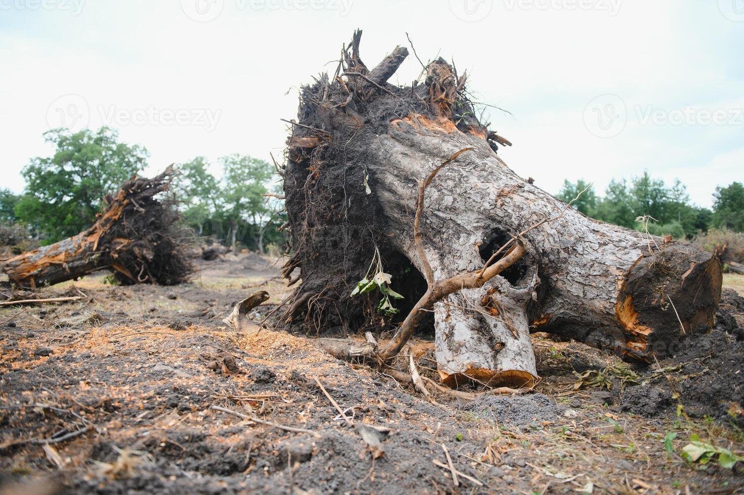 Deforestation environmental problem, rain forest destroyed for oil palm plantations photo