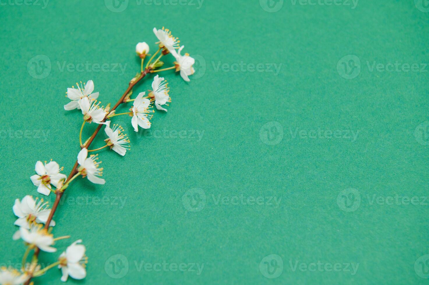 Spring background table. May flowers and April floral nature on green. For banner, branches of blossoming cherry against background. Dreamy romantic image, landscape panorama, copy space photo