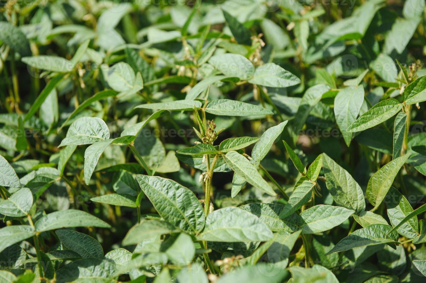 Soy pods at sunset, close up. Agricultural soy plantation and sunshine. Soy bean plant in sunny field . Green growing soybeans against sunlight photo