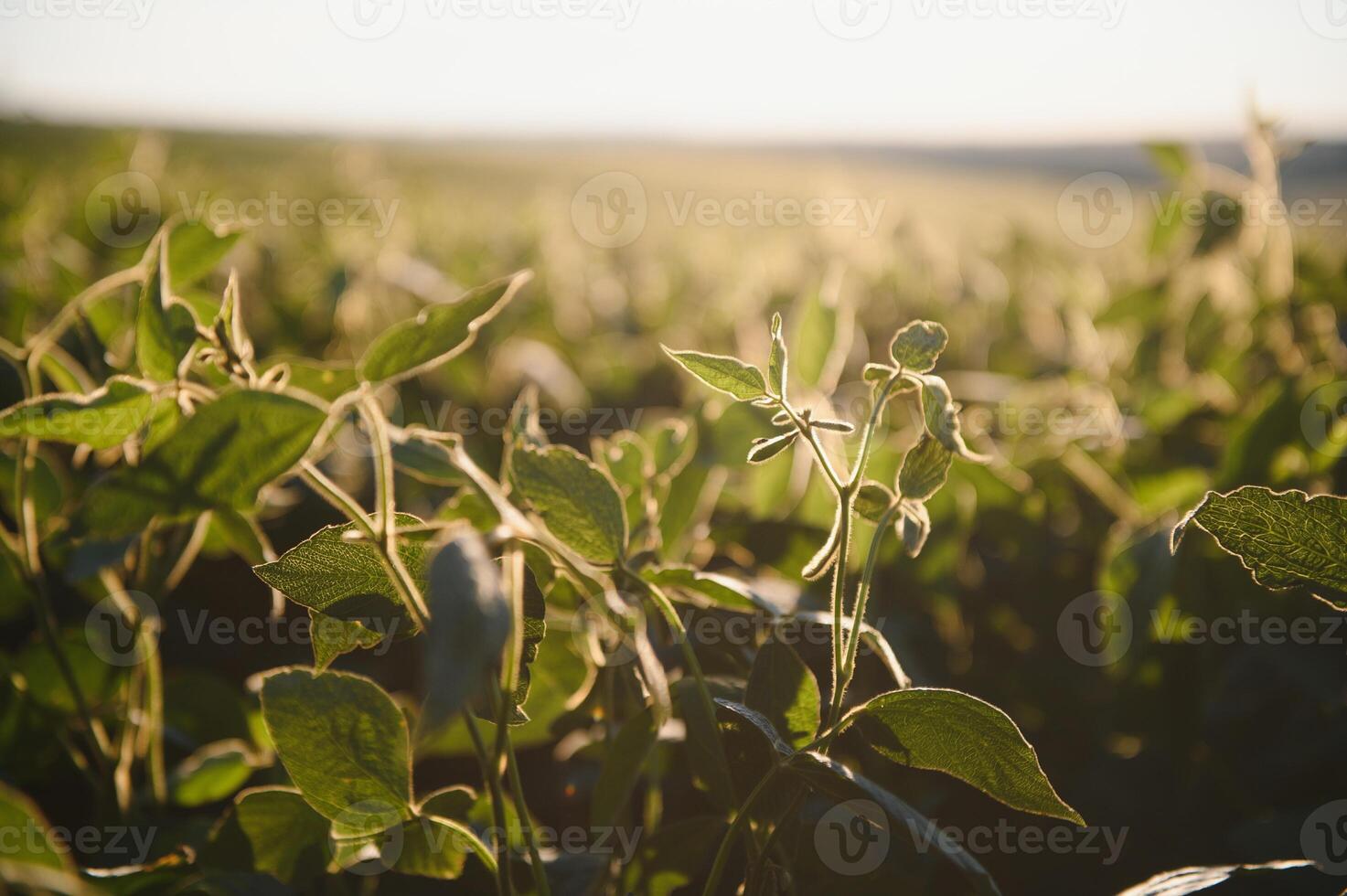 Soy field in early morning. Soy agriculture. photo