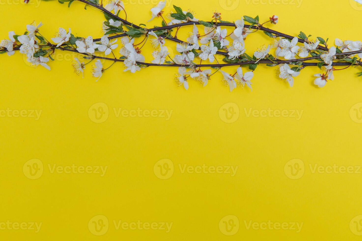 Spring background table. May flowers and April floral nature on green. For banner, branches of blossoming cherry against background. Dreamy romantic image, landscape panorama, copy space photo