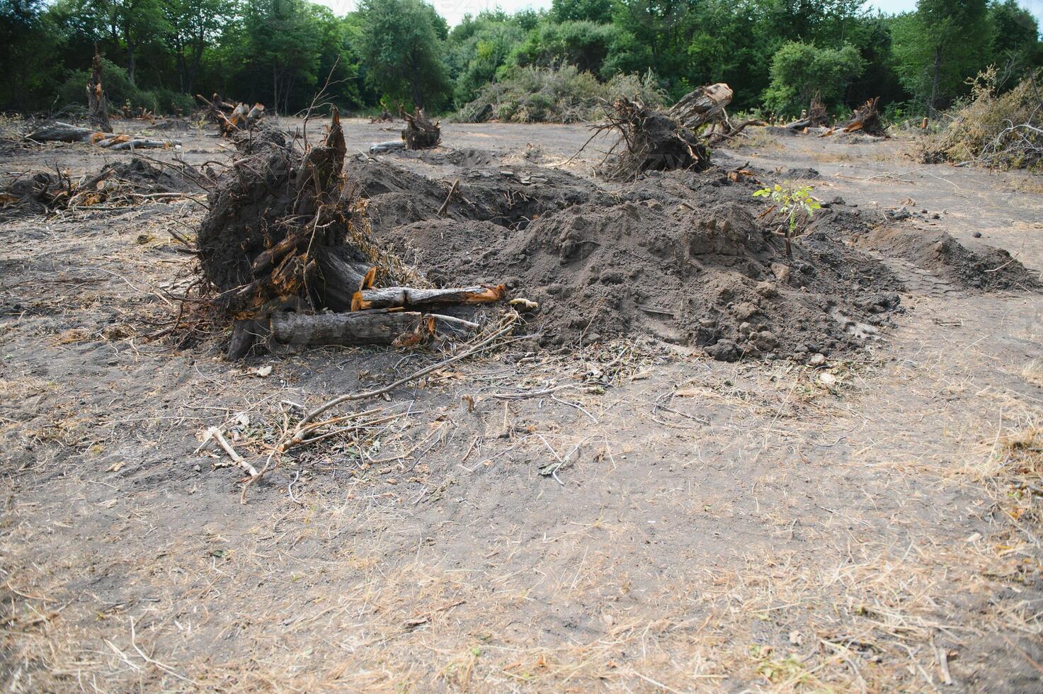 Deforestation concept. Stump of tree after cutting forest. photo