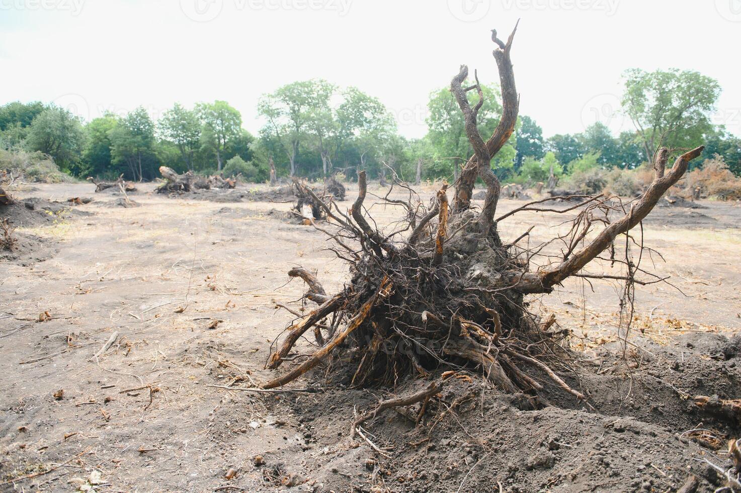 Deforestation environmental problem, rain forest destroyed for oil palm plantations photo