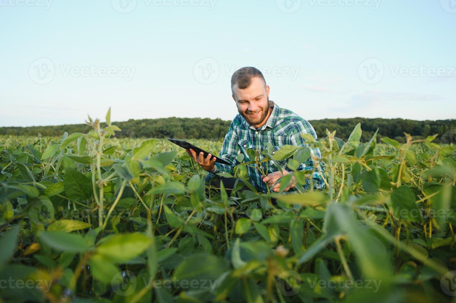 Young agronomist holds tablet touch pad computer in the soy field and examining crops before harvesting. Agribusiness concept. agricultural engineer standing in a soy field with a tablet in summer. photo
