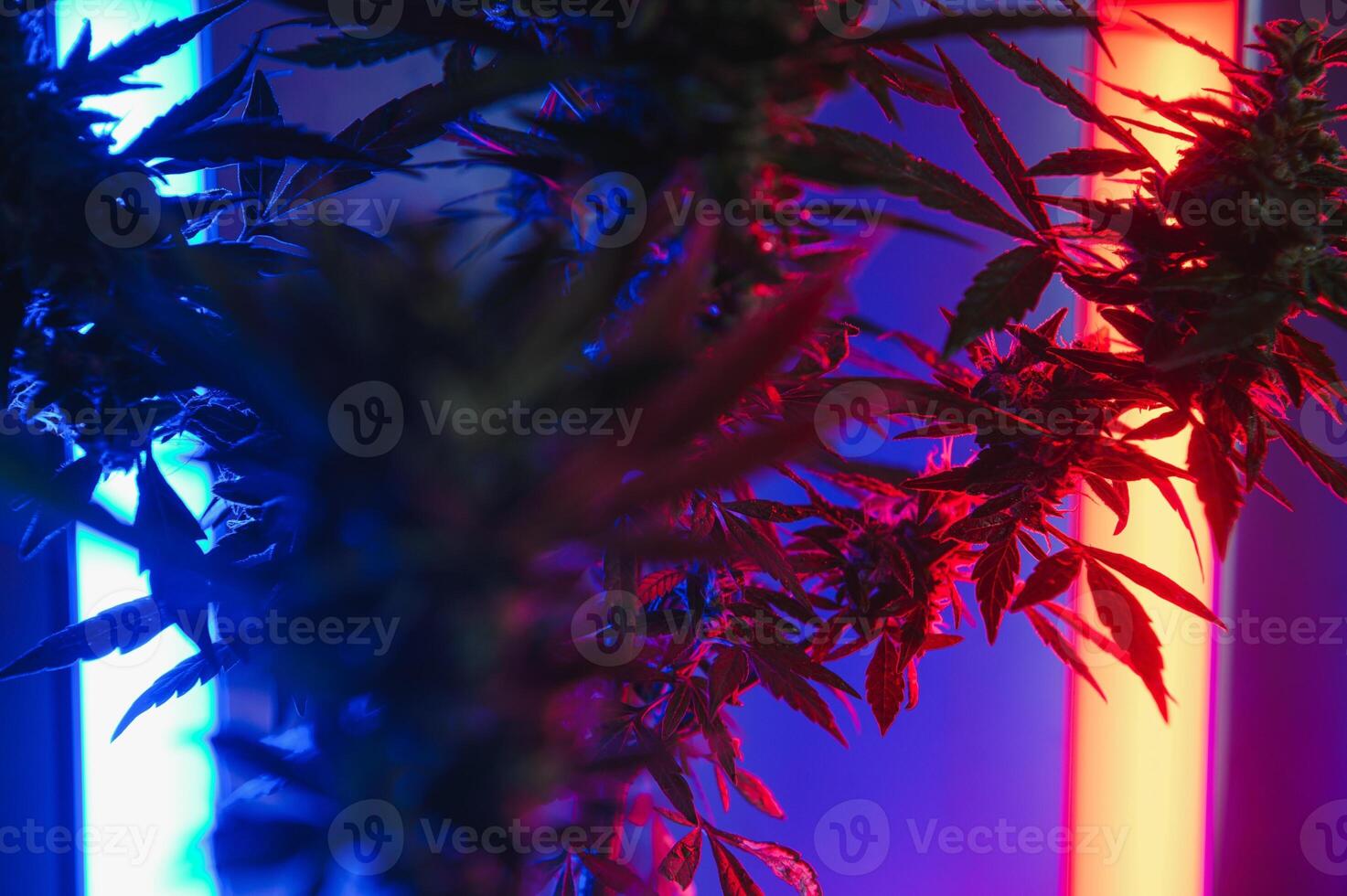 Cannabis Marijuana plant in Vaporwave deep purple neon style. Medical plant of Cannabis or Hemp with flowering buds and ultraviolet light. Blooming vegetative bush with crystal trichomes photo