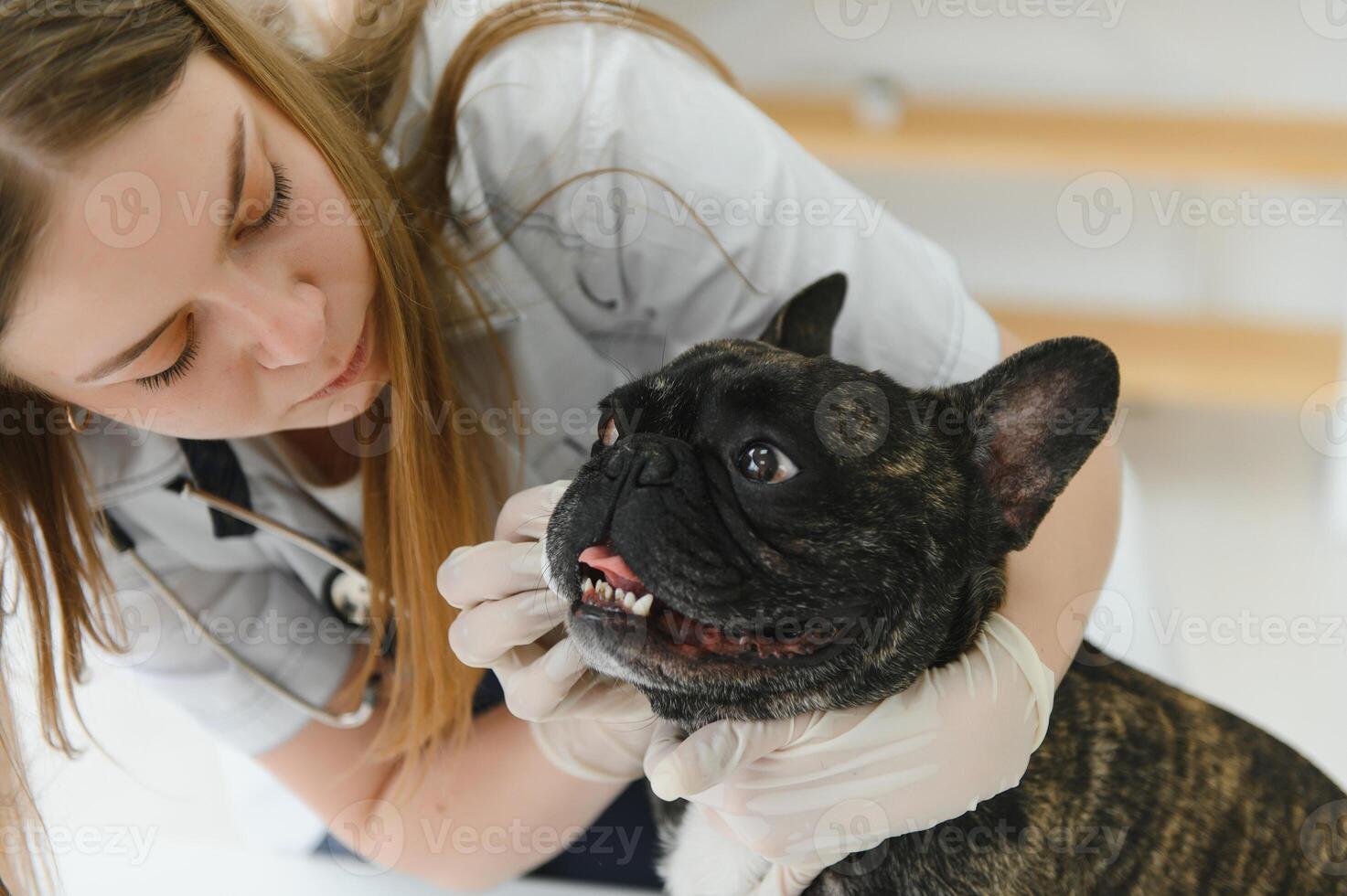 Veterinarian doctor with French bulldog at vet ambulance. photo