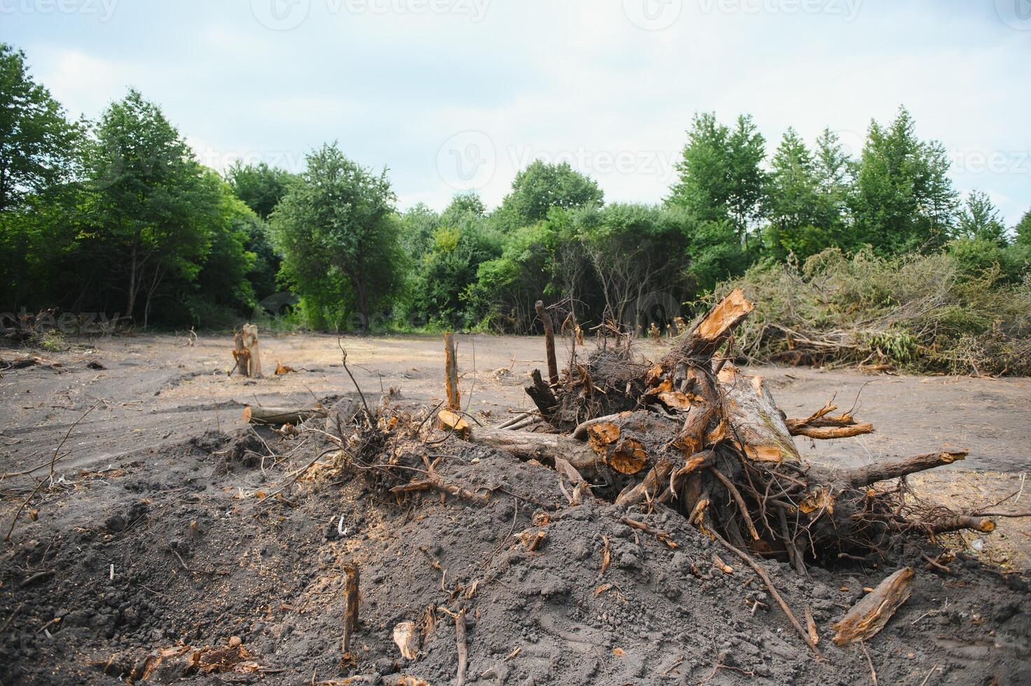 Deforestation concept. Stump of tree after cutting forest. photo