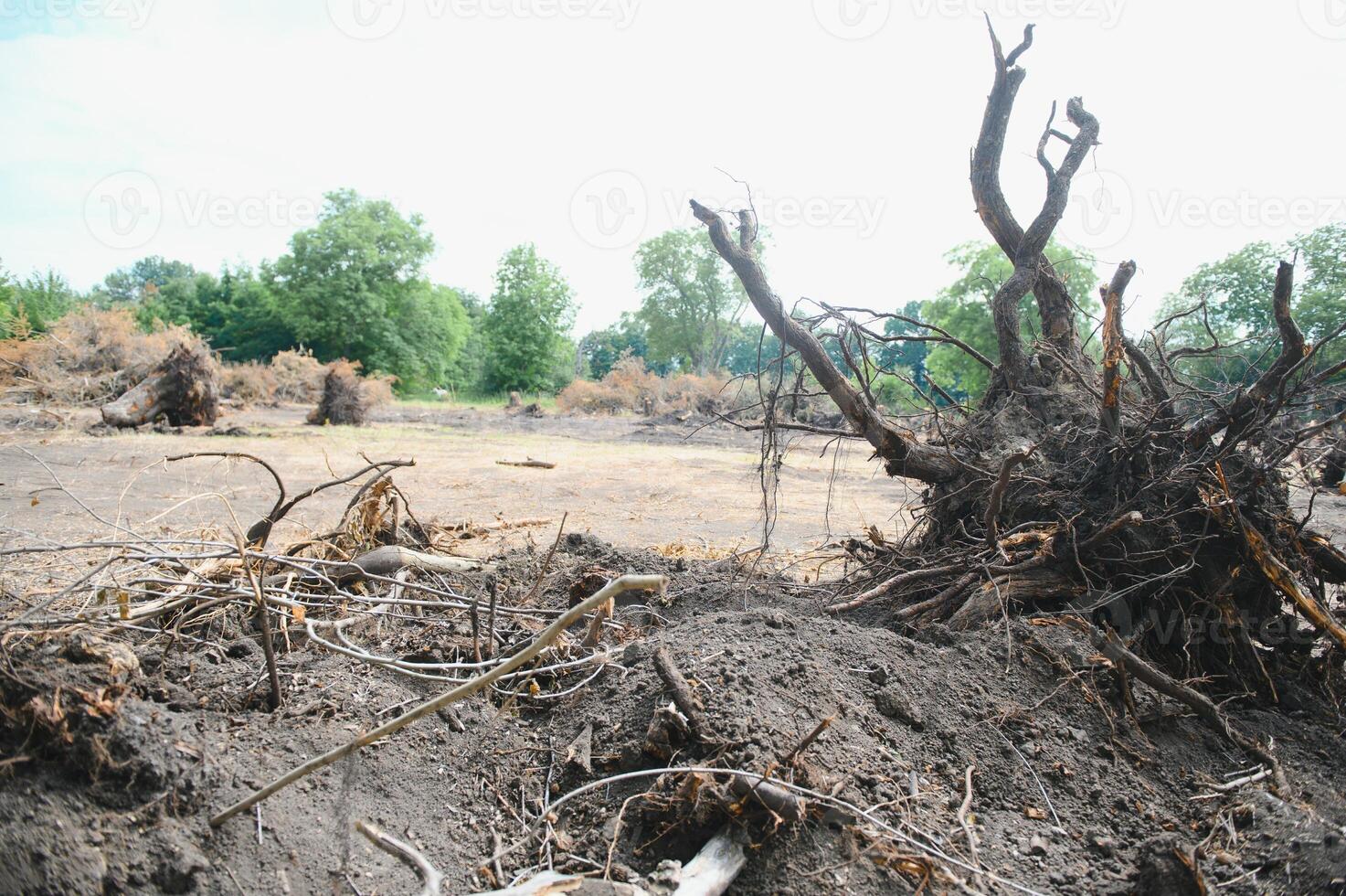 Deforestation, Destruction of Deciduous Forests. Damage to Nature. Europe photo