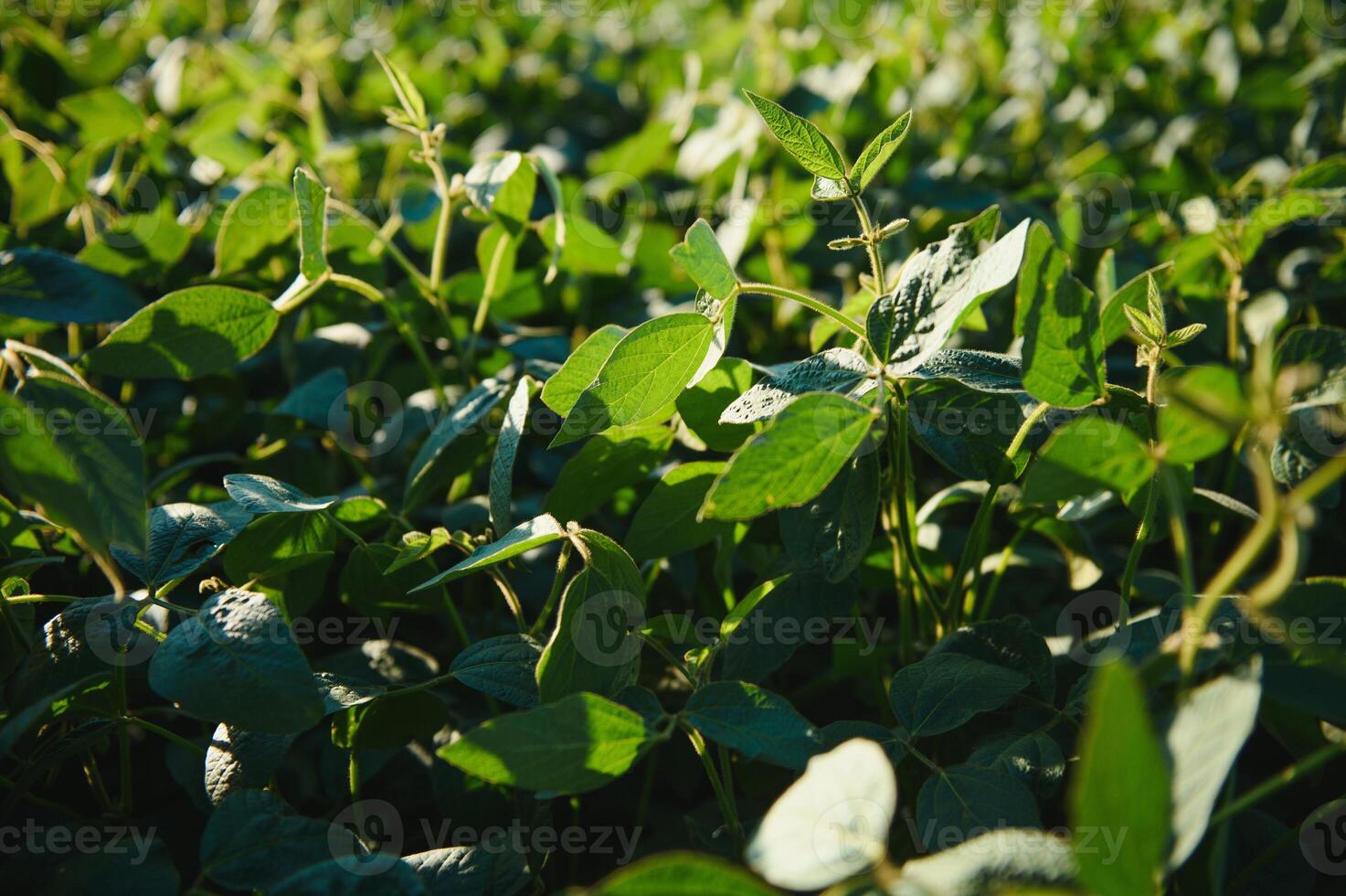 Soy field in early morning. Soy agriculture. photo