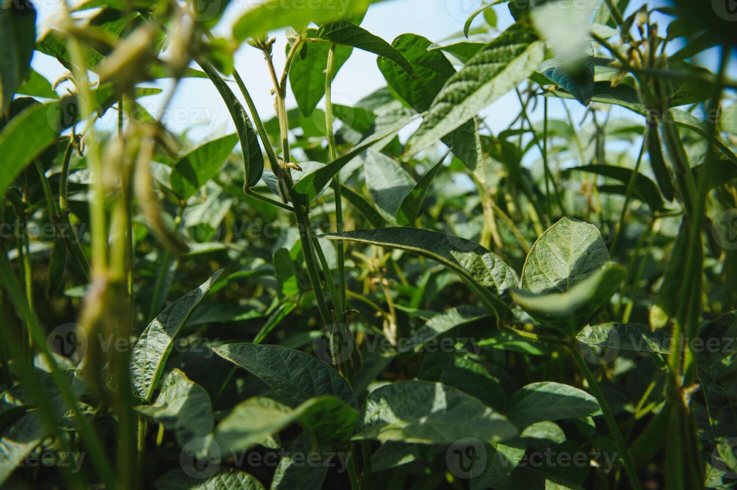 Soy pods at sunset, close up. Agricultural soy plantation and sunshine. Soy bean plant in sunny field . Green growing soybeans against sunlight photo