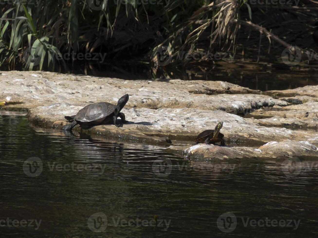 dos tortugas disfrutar en el calentar luz de sol en un sereno río playa, creando un escena de tranquilidad y natural belleza. con su conchas brillante debajo el Dom. foto