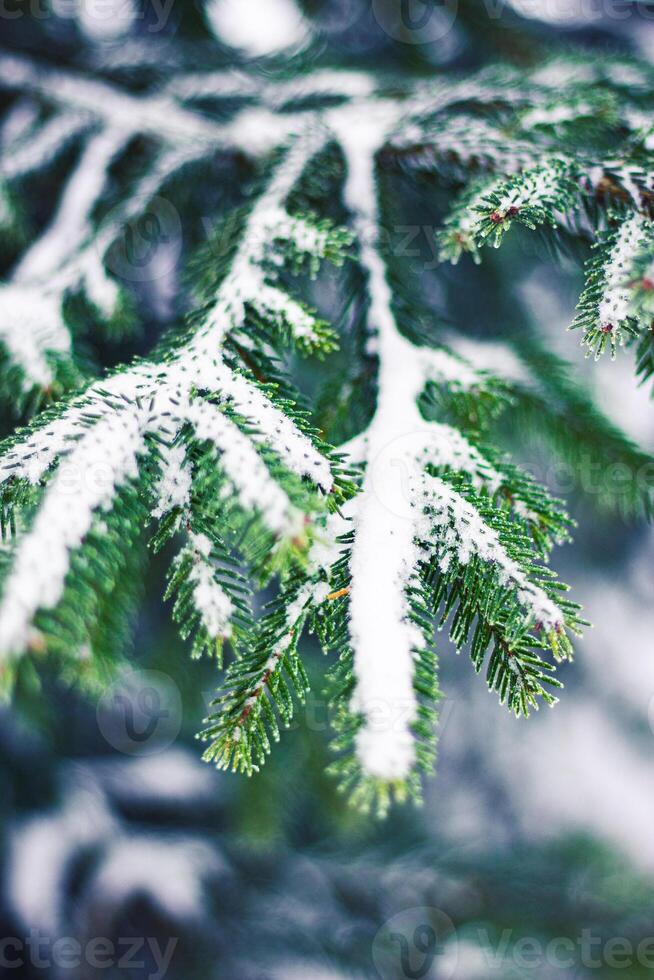 A fir branch under the snow photo