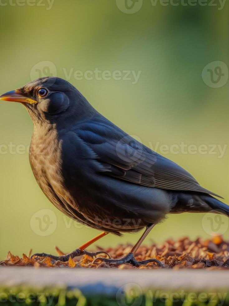 AI generated black crow photo