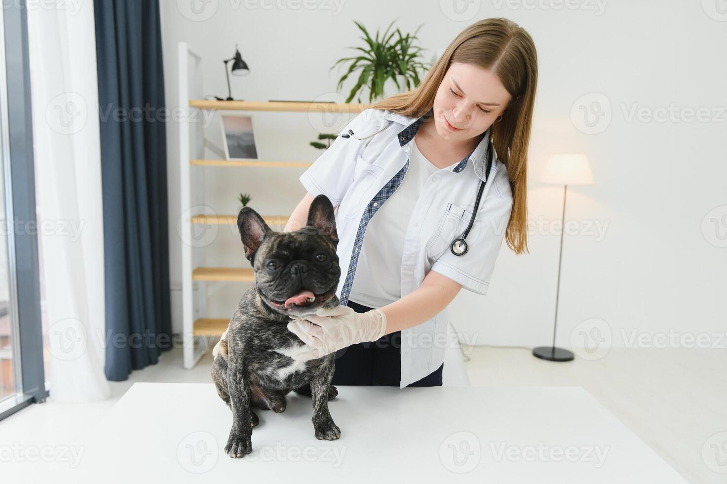 Veterinarian woman examines the dog and pet her. Animal healthcare hospital with professional pet help photo