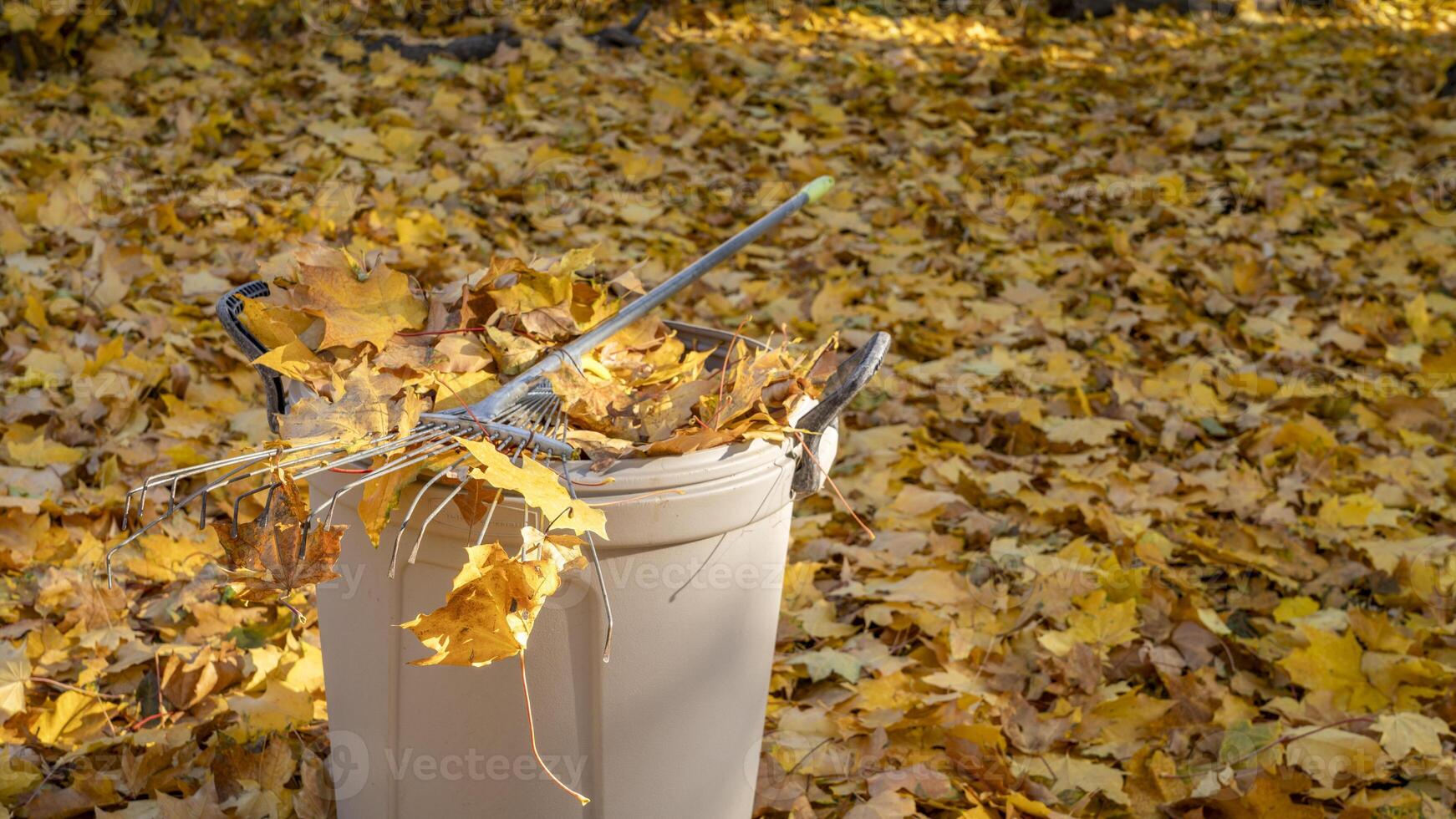 plastic garbage bin filled with golden maple leaves in a backyard, fall scenery photo